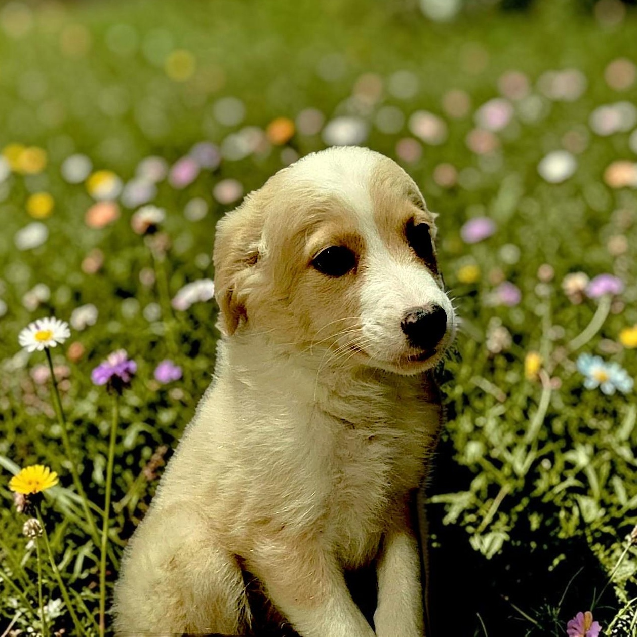 Enlarge Feta, an adopted mixed breed in Encinitas, CA image 3/6