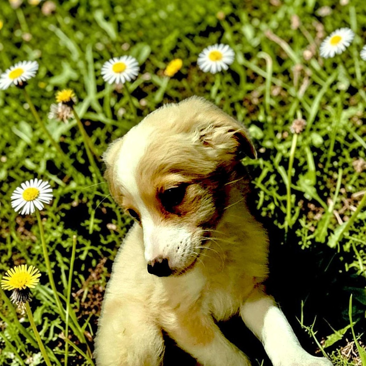 Enlarge Feta, an adopted mixed breed in Encinitas, CA image 4/6