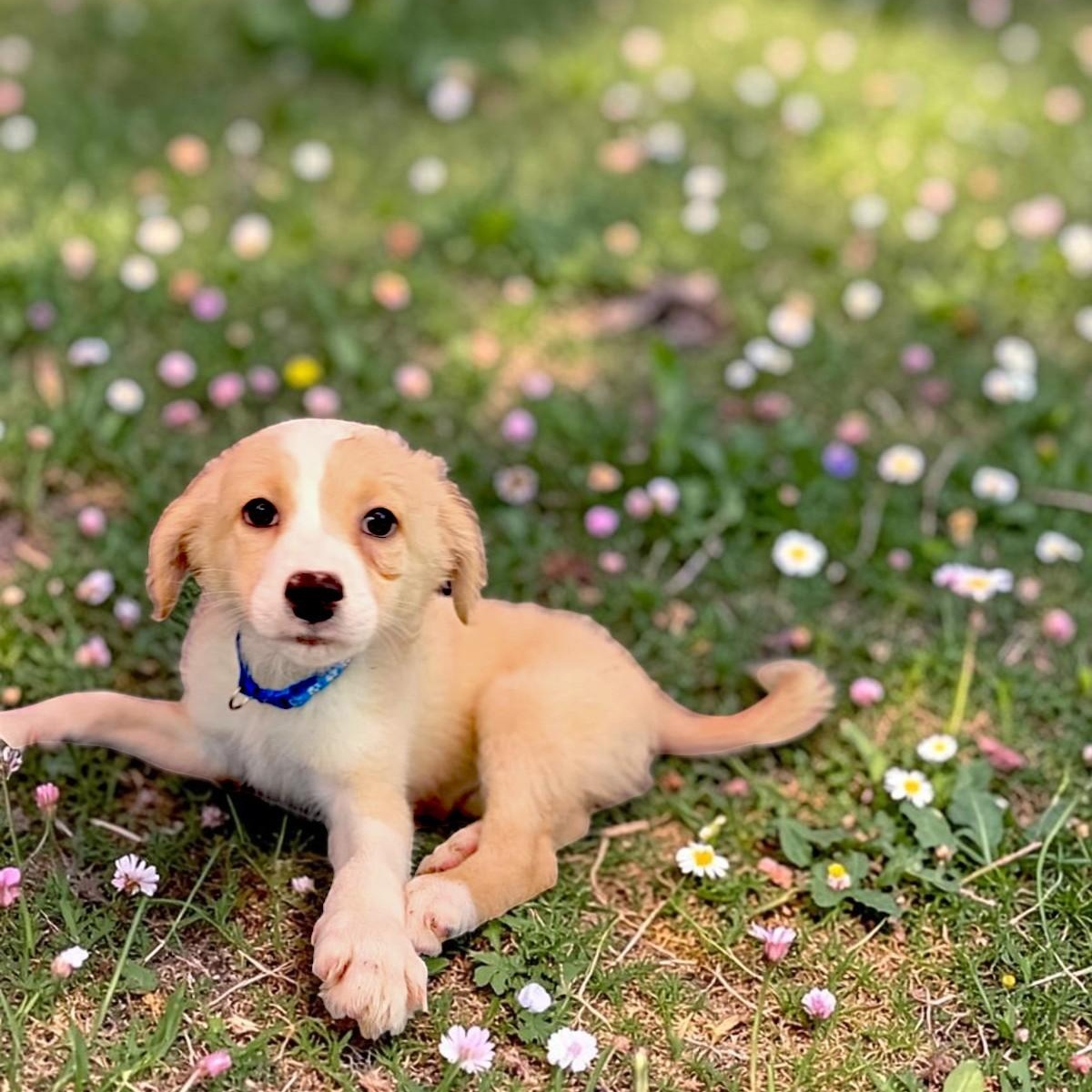 Feta, adopted, Puppy Male Border Collie.