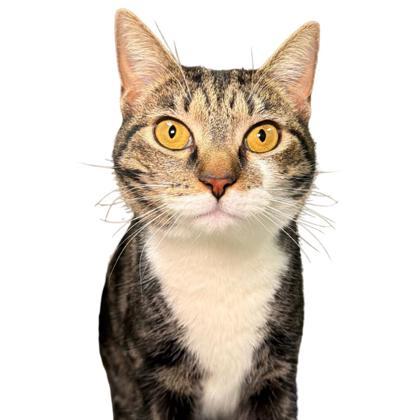 Boots- PETSMART, Adoptable, Adult Female Domestic Short Hair & Domestic Short Hair.