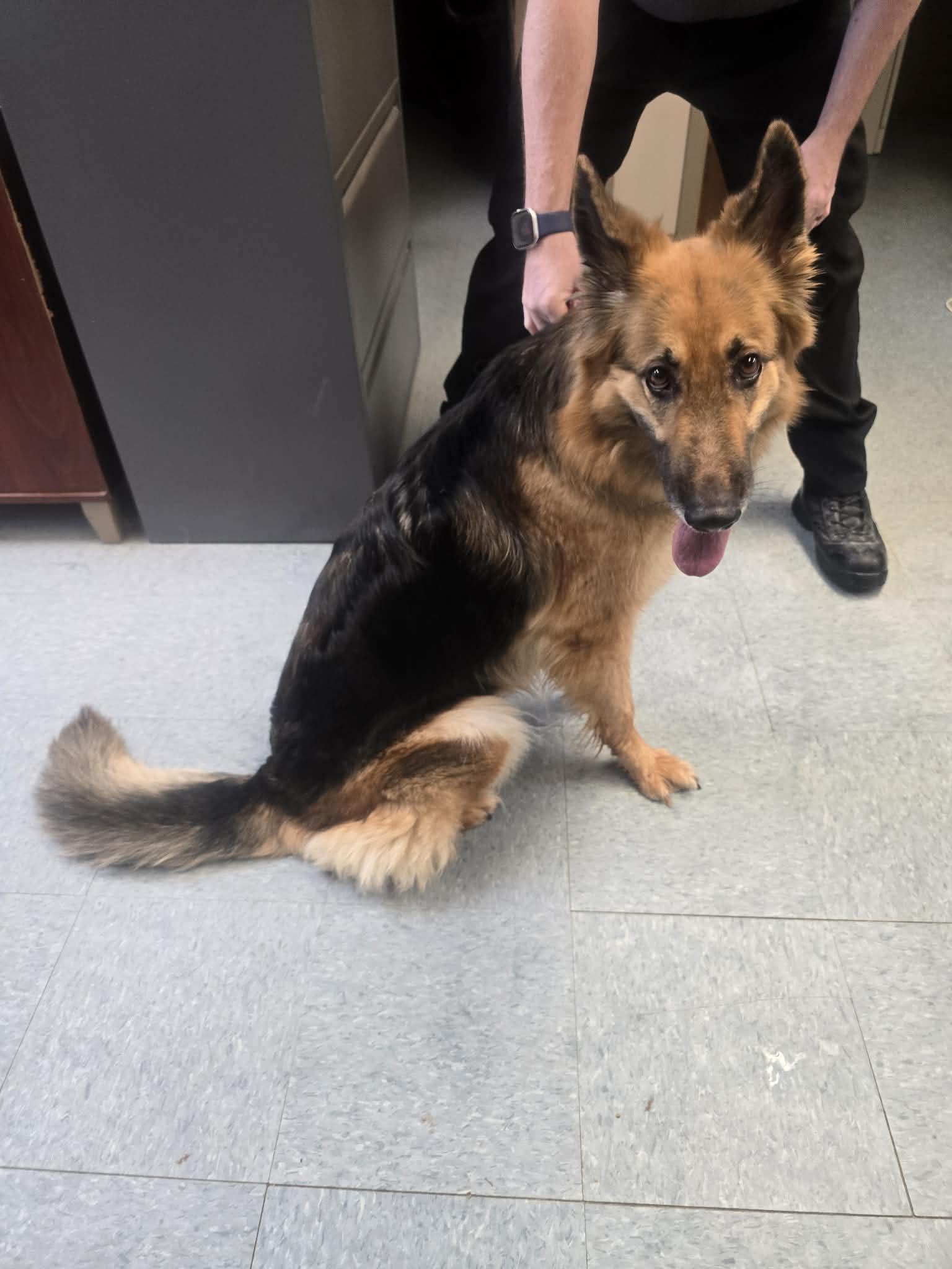 Maya, ADOPTABLE, Adult Female German Shepherd Dog.
