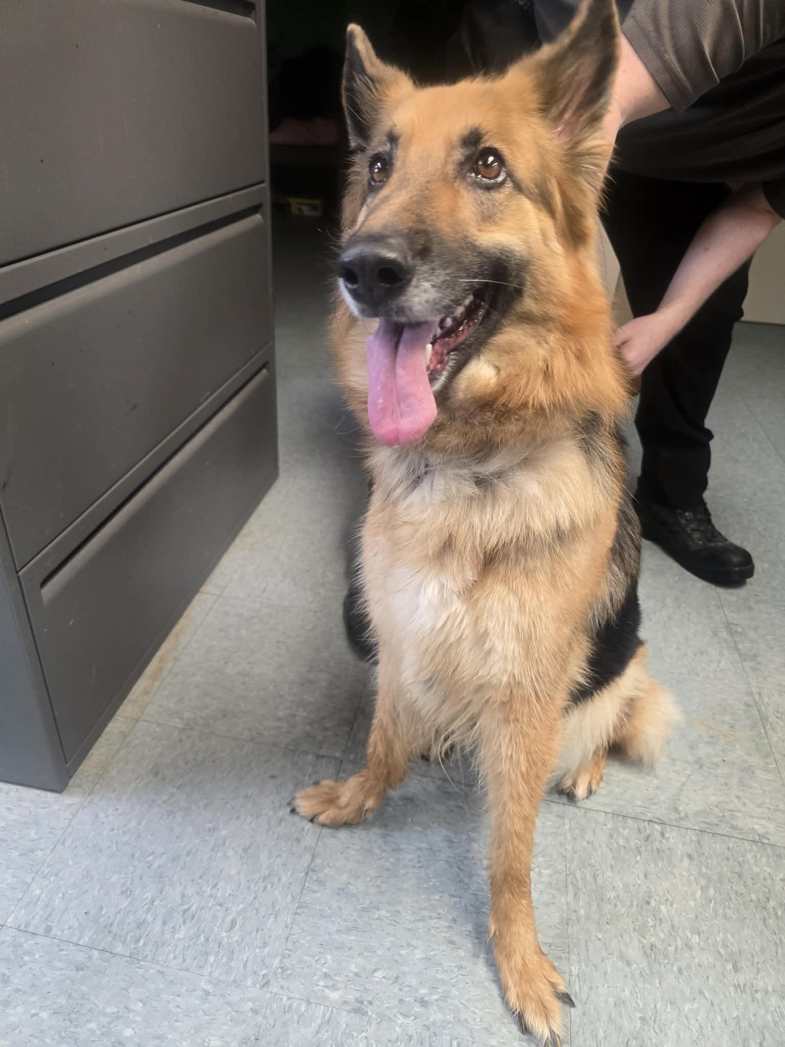 Maya, a ADOPTABLE German Shepherd Dog in Rock Falls, IL image 2/5