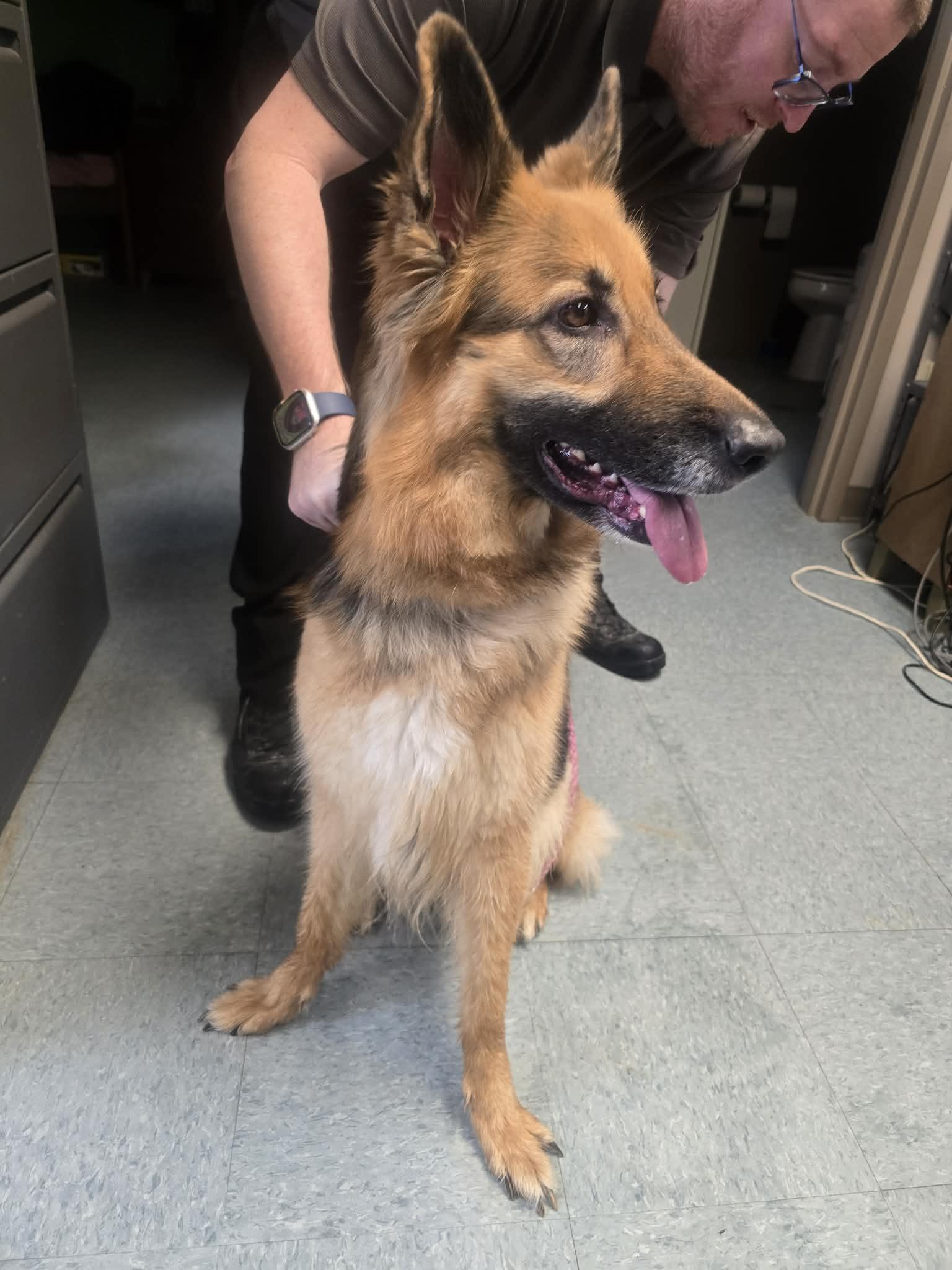 Maya, a ADOPTABLE German Shepherd Dog in Rock Falls, IL image 3/5