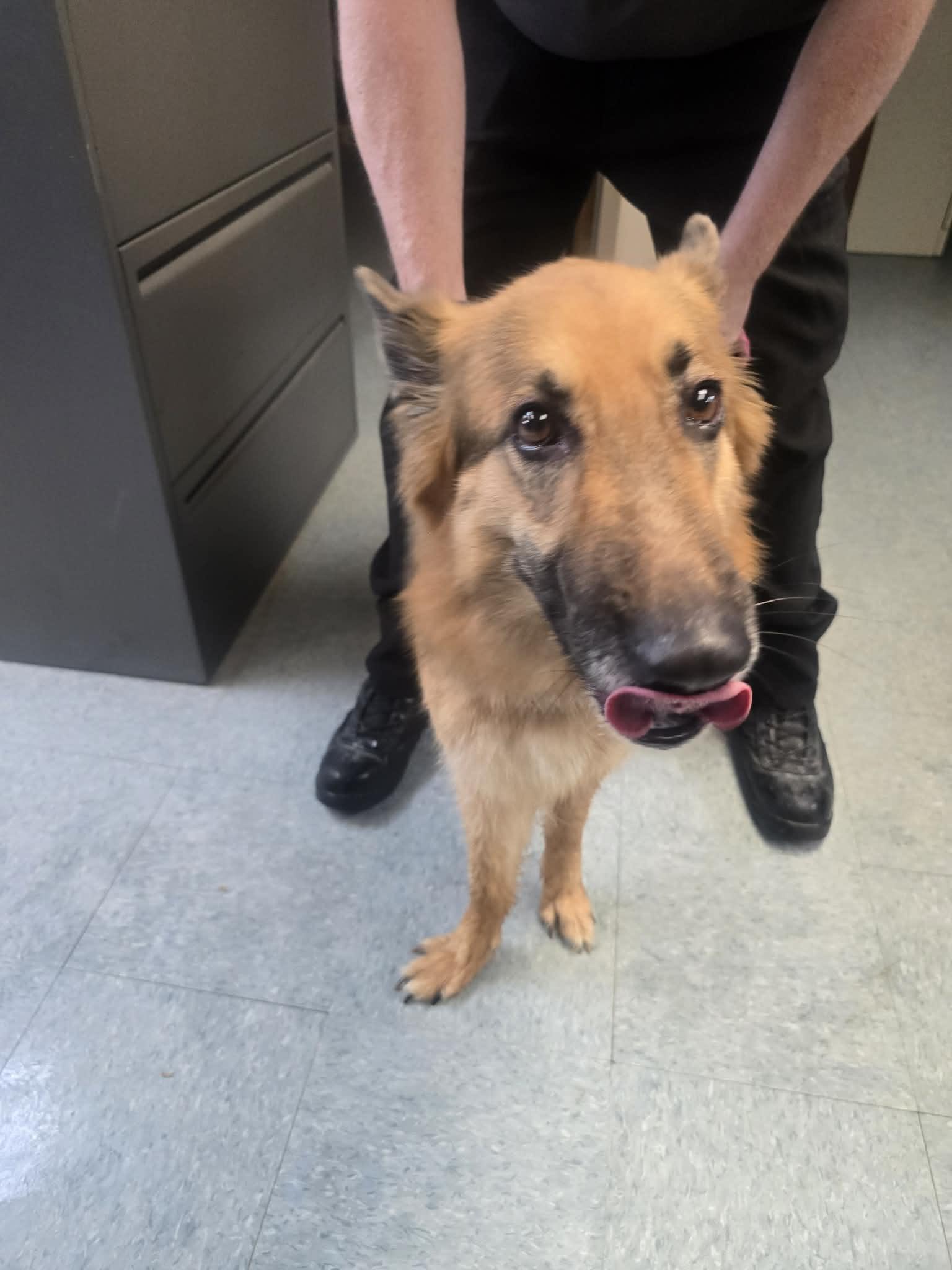Maya, adopted, Adult Female German Shepherd Dog.