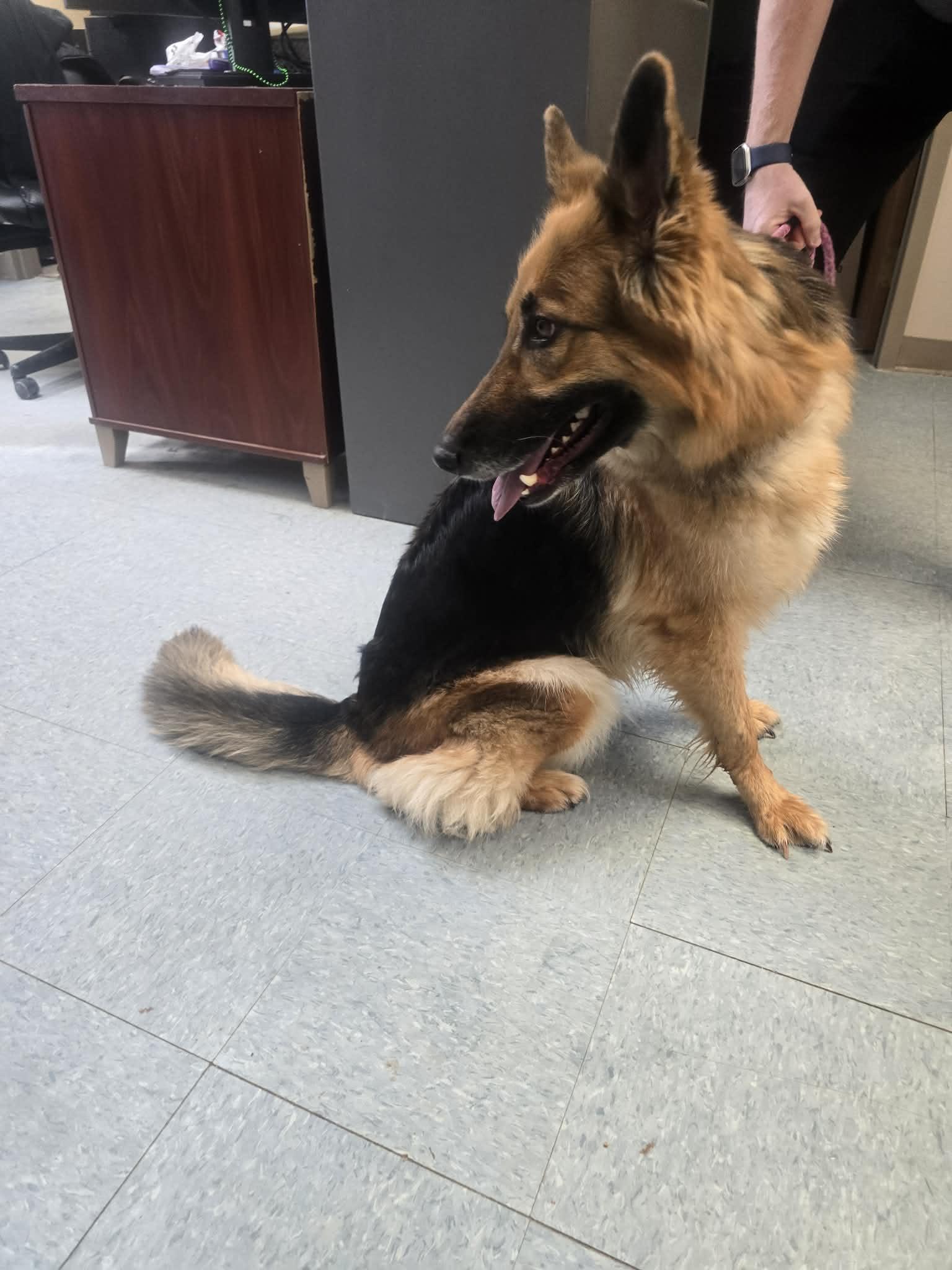 Maya, a ADOPTABLE German Shepherd Dog in Rock Falls, IL image 5/5