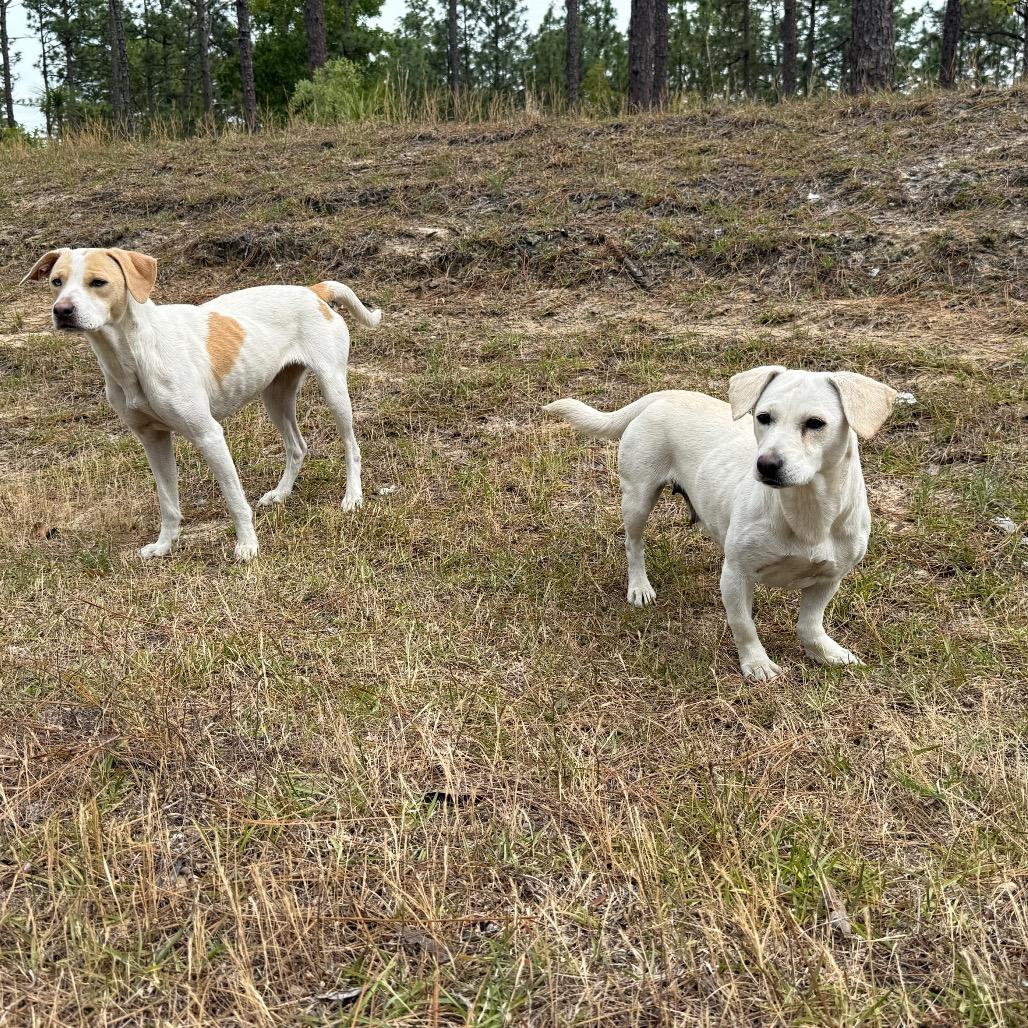 Andi, a Adoptable mixed breed in Aberdeen, NC image 1/6