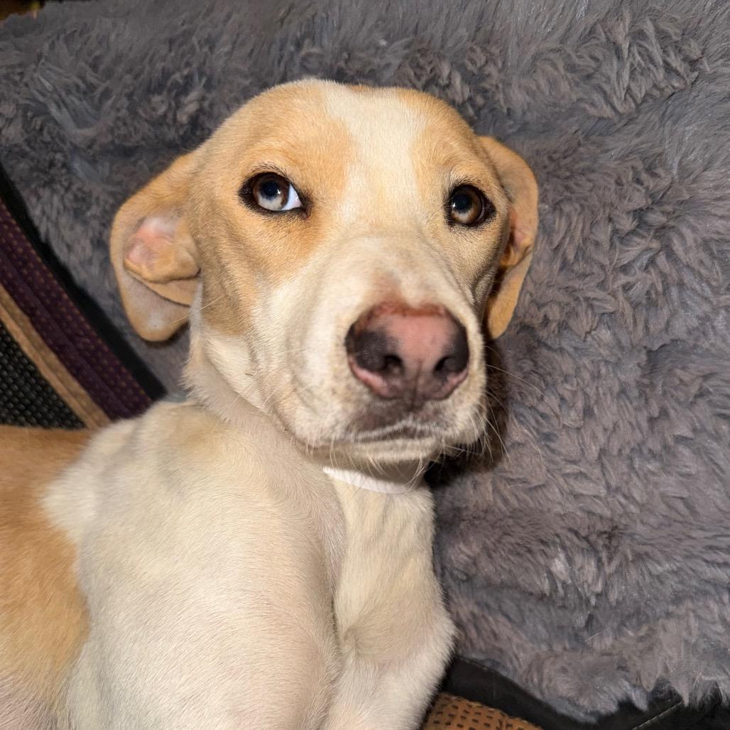 Andi, a Adoptable mixed breed in Aberdeen, NC image 2/6