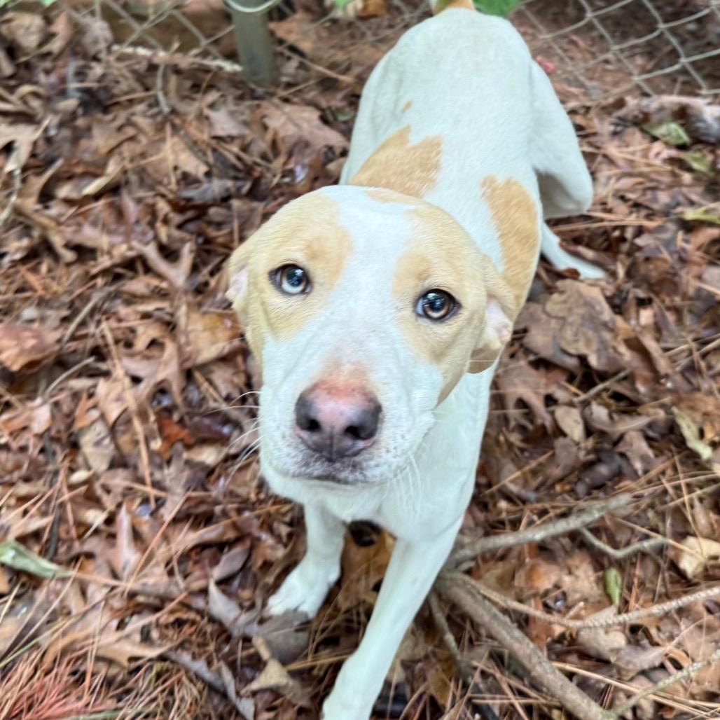 Andi, a Adoptable mixed breed in Aberdeen, NC image 3/6