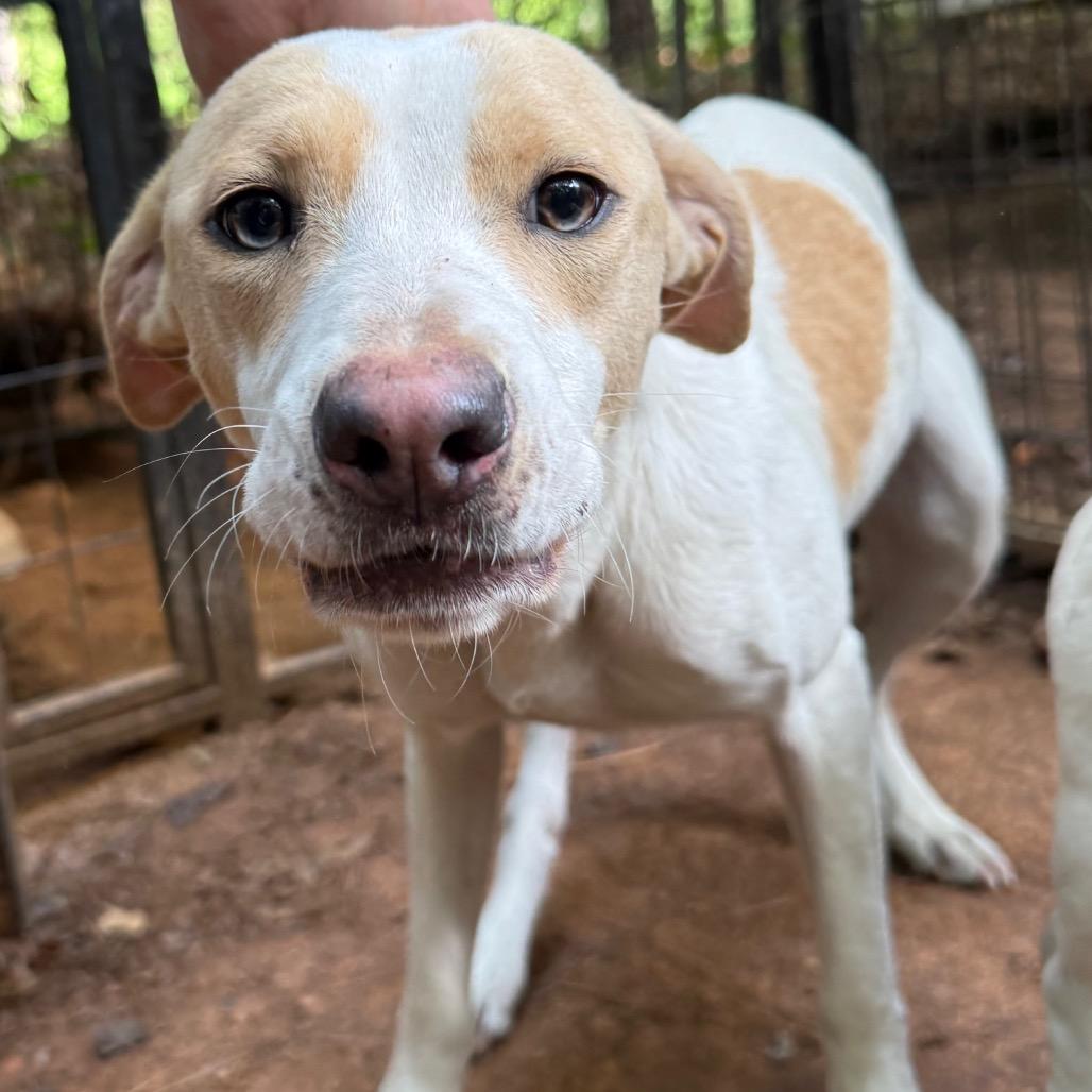 Andi, a Adoptable mixed breed in Aberdeen, NC image 4/6