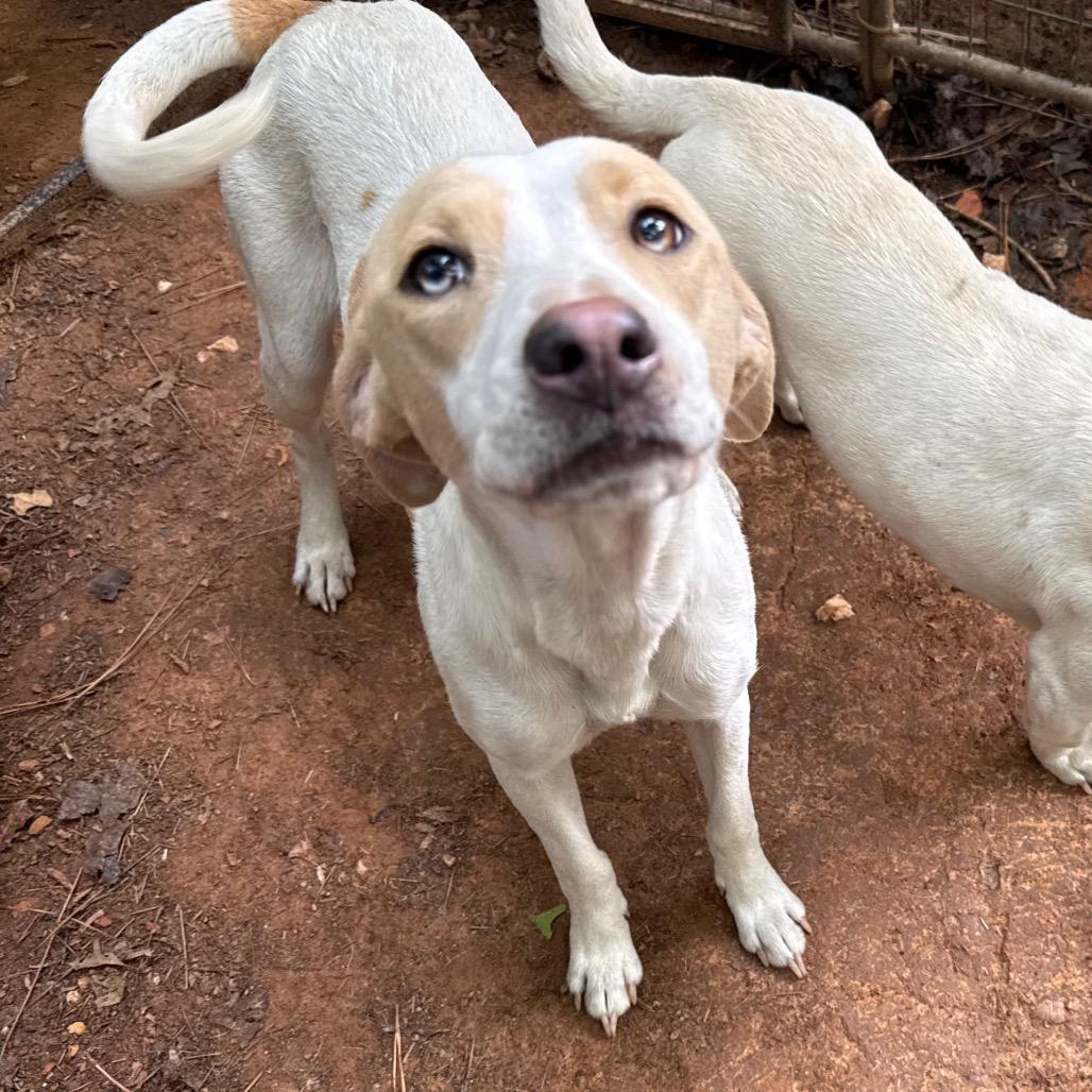 Andi, a Adoptable mixed breed in Aberdeen, NC image 5/6