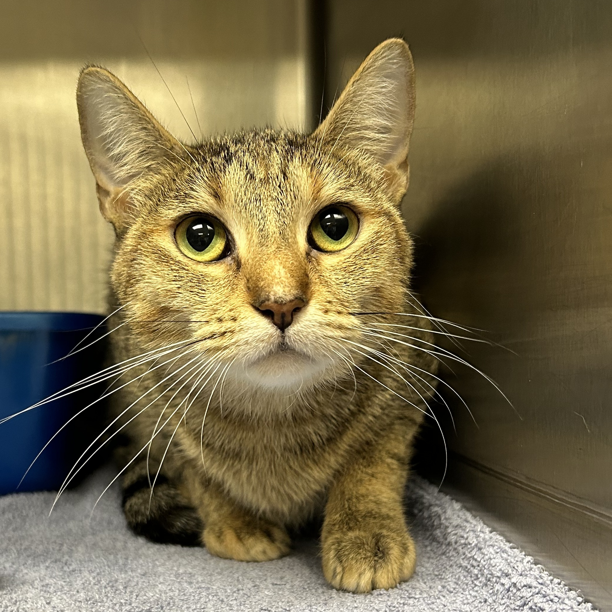 Cat for adoption Eva, a Torbie in La Grange Park, IL Petfinder