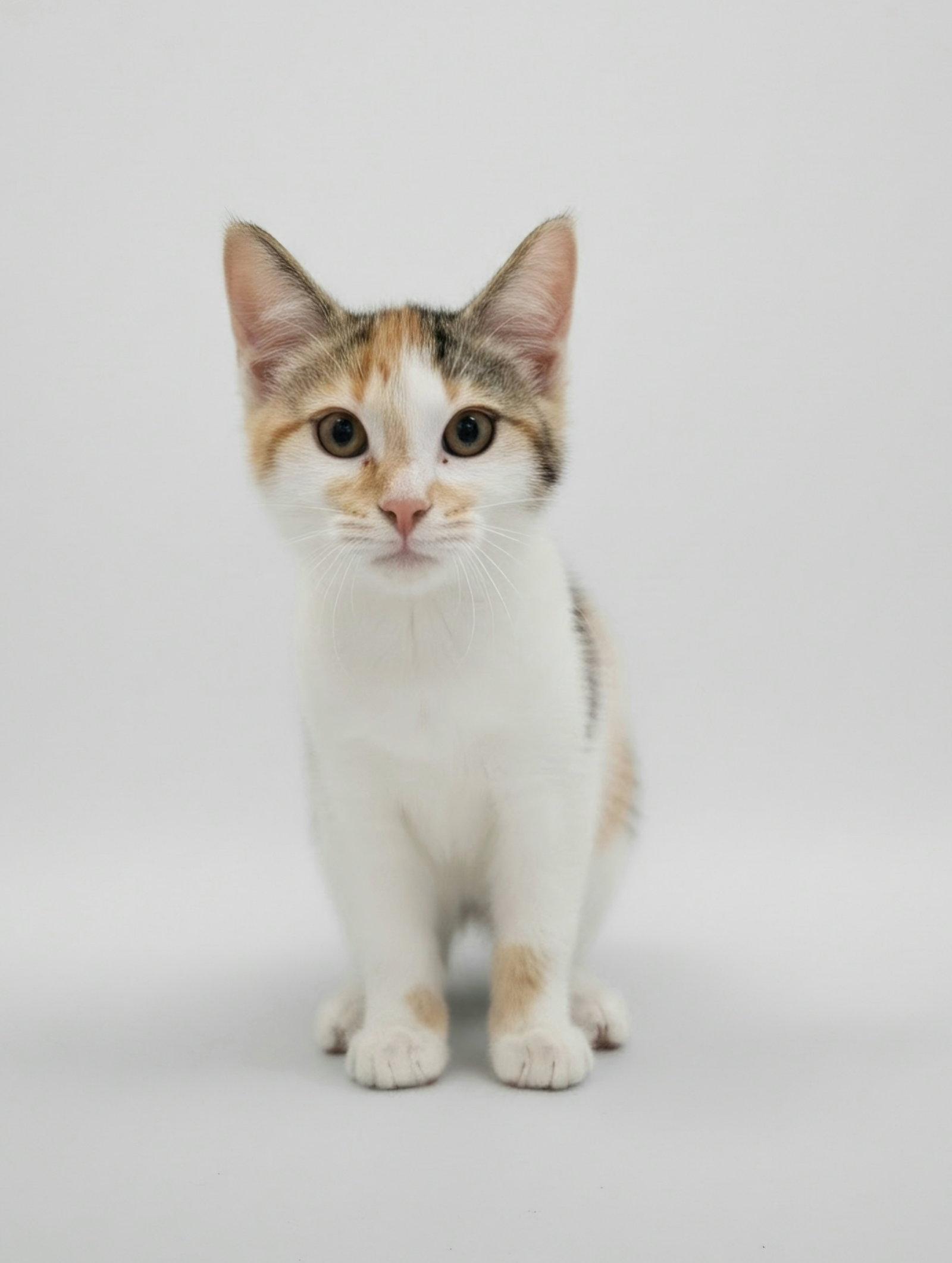 Nellie photo