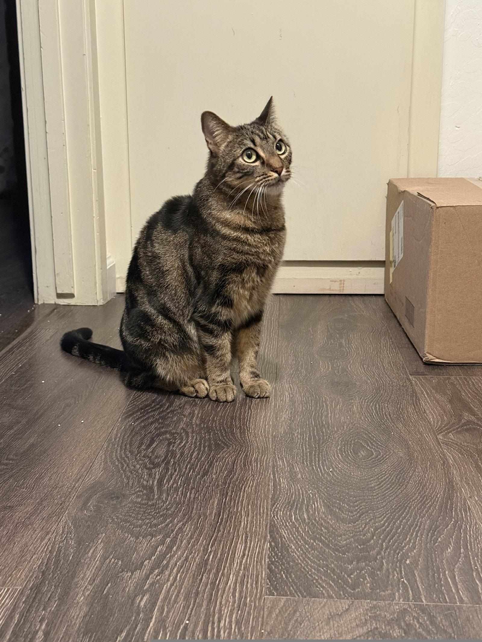 Elsie, Adoptable, Young Female Domestic Short Hair.