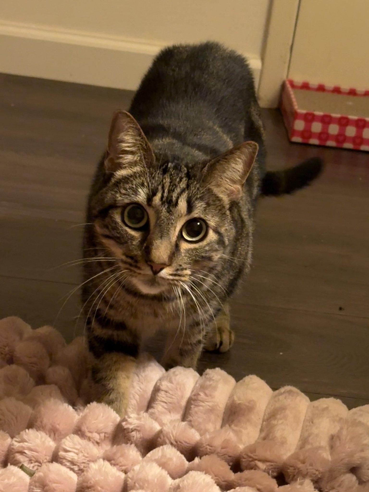 Enlarge Elsie, a Adoptable Domestic Short Hair in Roseville, CA image 2/3