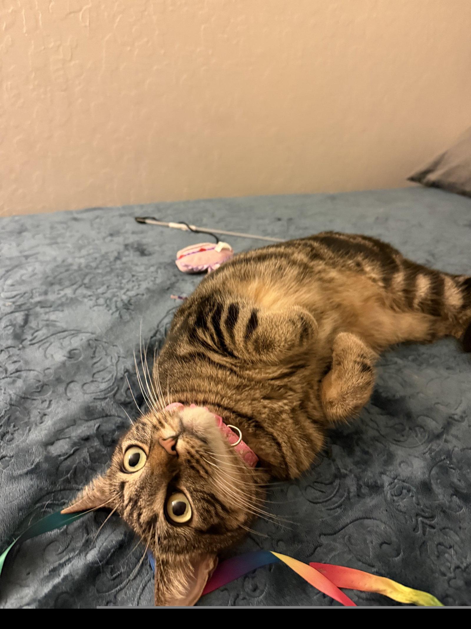 Enlarge Elsie, a Adoptable Domestic Short Hair in Roseville, CA image 3/3