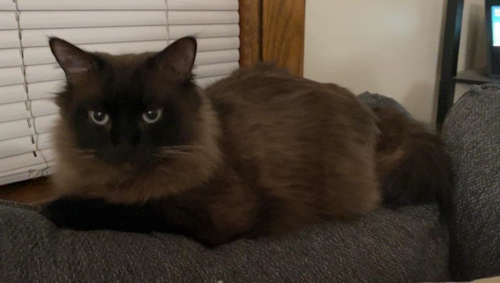 Levi, a Adopted Ragdoll in Whiting, IN image 1/6