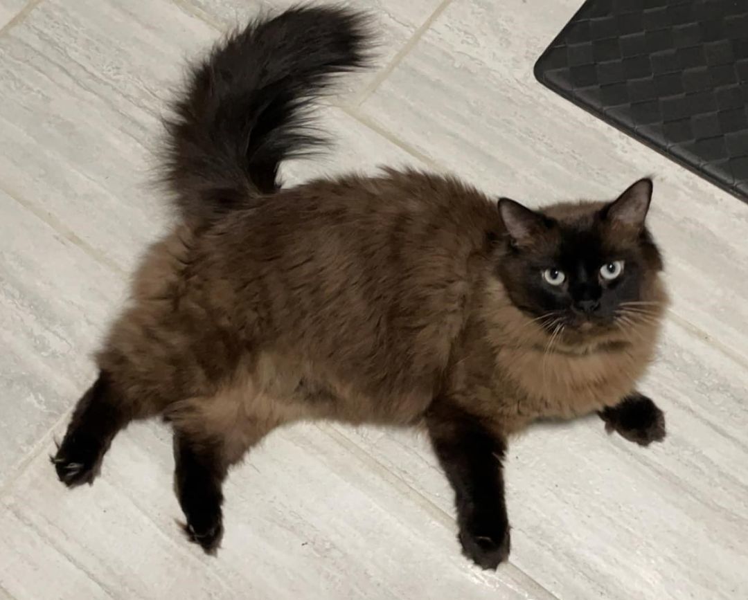 Levi, a Adopted Ragdoll in Whiting, IN image 2/6