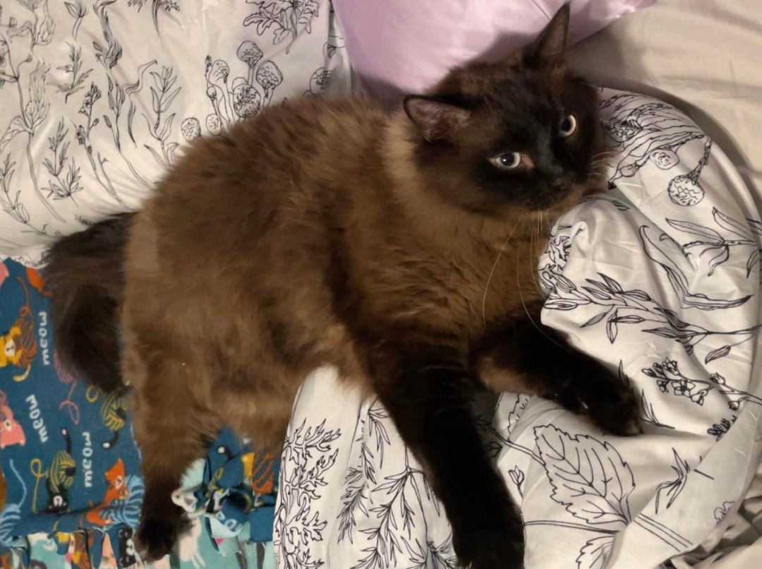 Levi, a Adopted Ragdoll in Whiting, IN image 3/6