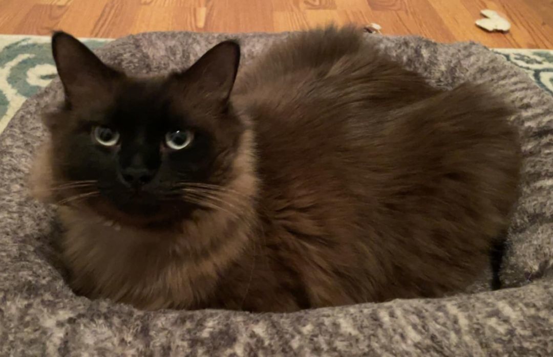 Levi, a Adopted Ragdoll in Whiting, IN image 4/6