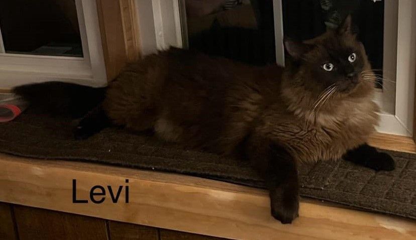Levi, a Adopted Ragdoll in Whiting, IN image 5/6