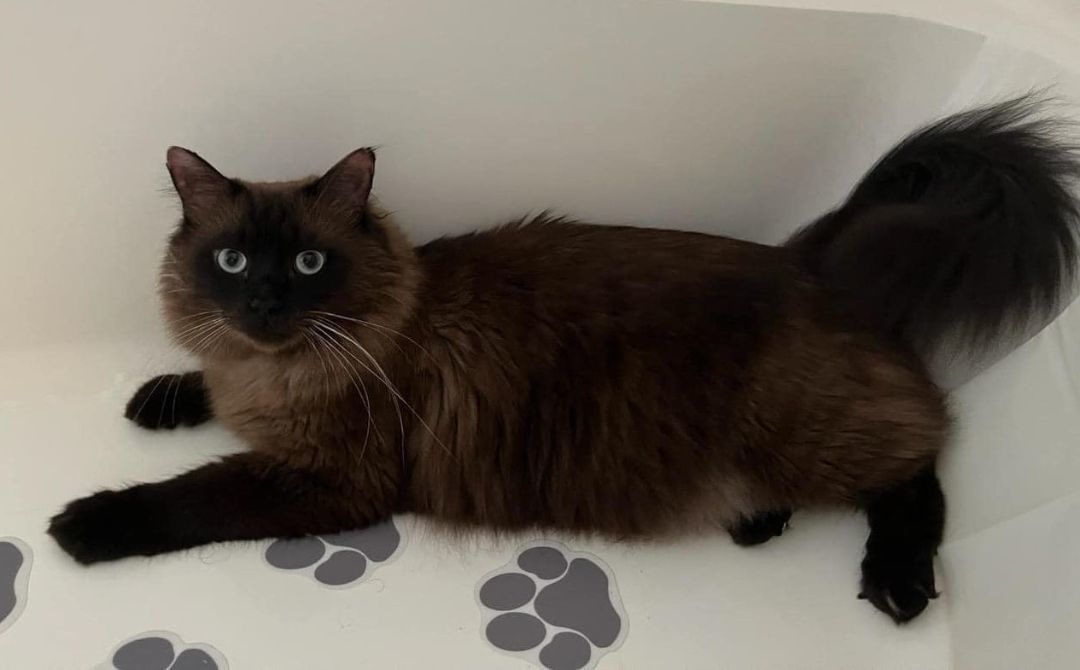 Levi, a Adopted Ragdoll in Whiting, IN image 6/6