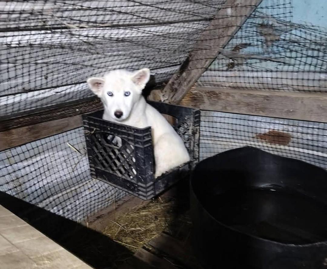 Enlarge Sugar, a Adopted mixed breed in Bradenton, FL image 2/6