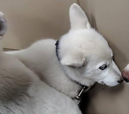 Enlarge Sugar, a Adopted mixed breed in Bradenton, FL image 6/6