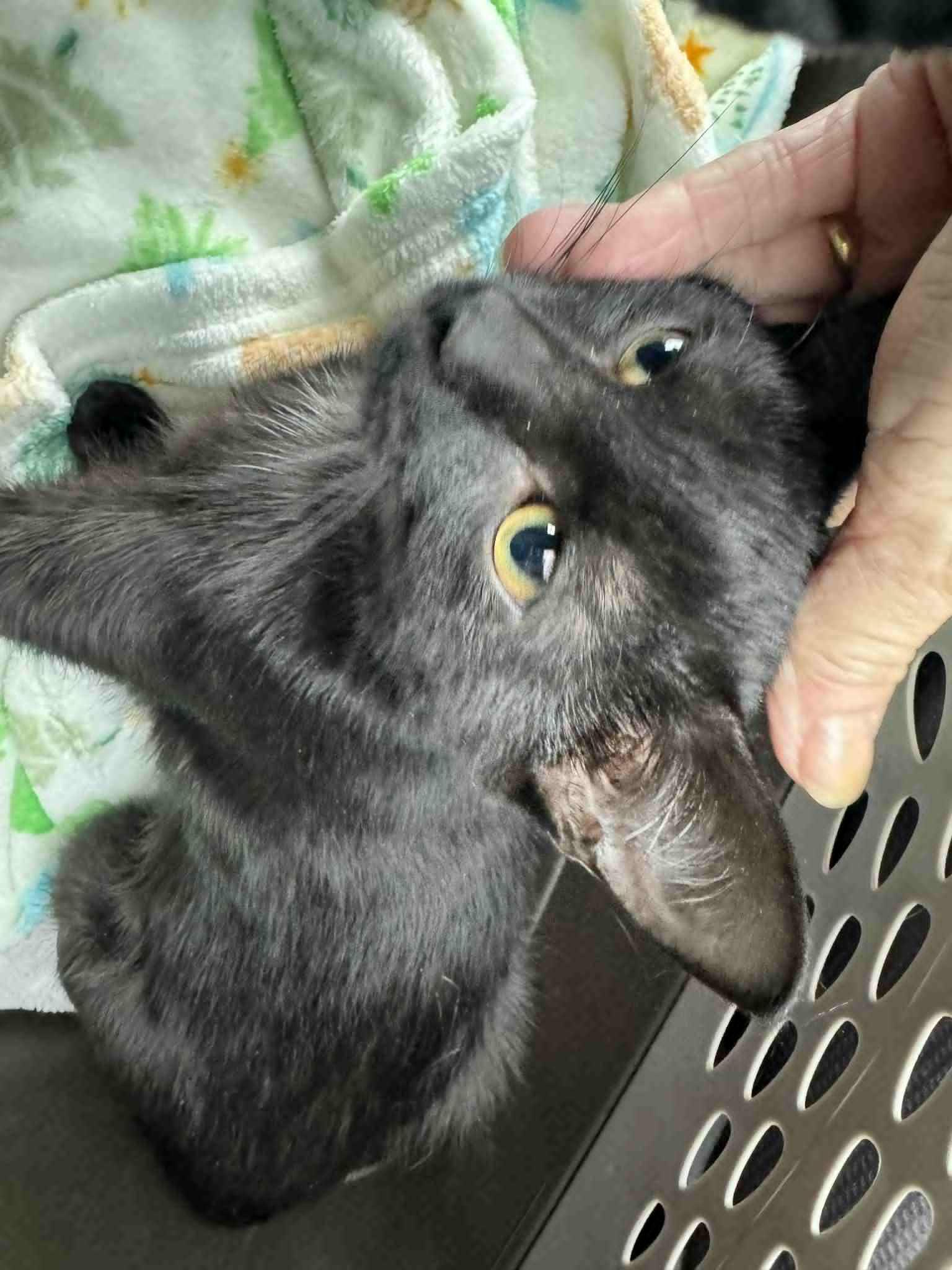 Enlarge Winter, an adopted mixed breed in Baltimore, MD image 1/1