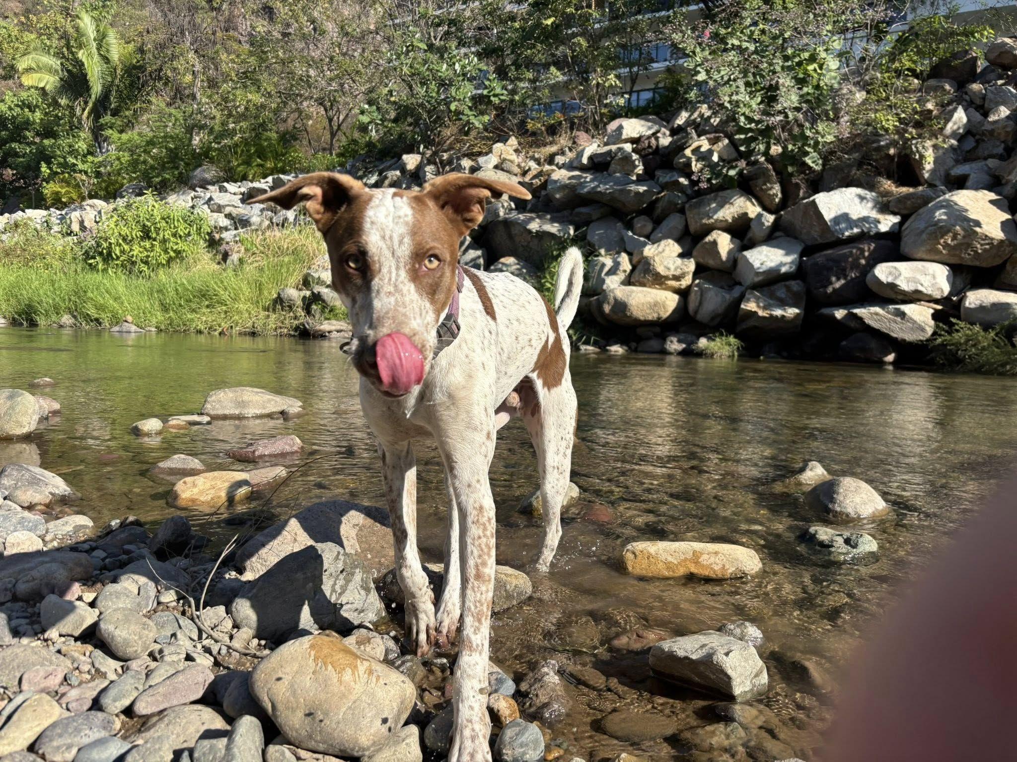 Enlarge Dillon, a ADOPTABLE mixed breed in Vancouver, BC image 4/6