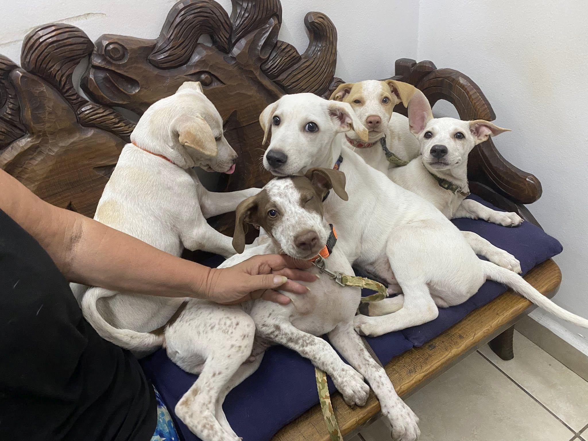 Enlarge Dillon, a ADOPTABLE mixed breed in Vancouver, BC image 6/6