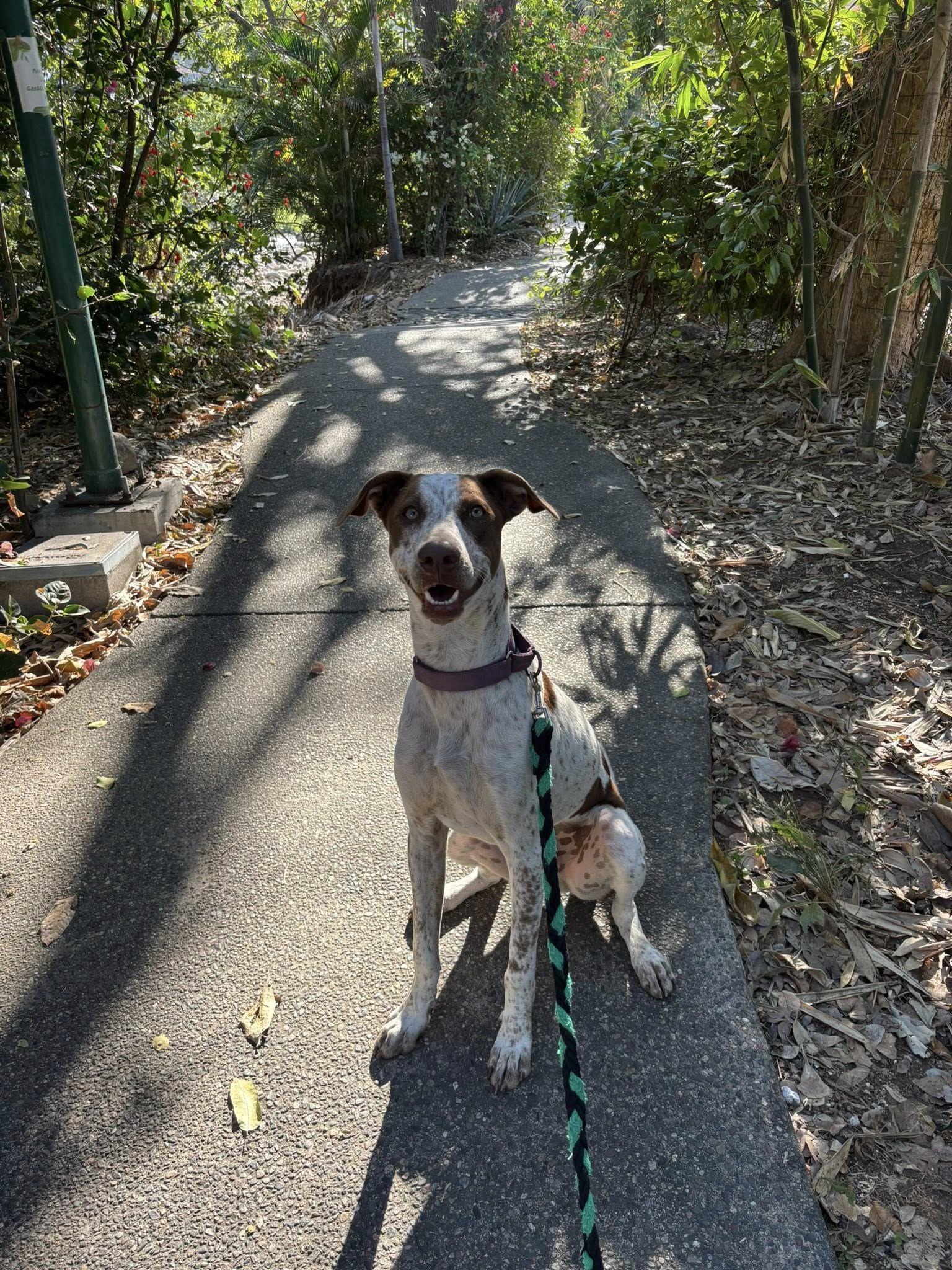 Enlarge Dillon, a ADOPTABLE mixed breed in Vancouver, BC image 3/6