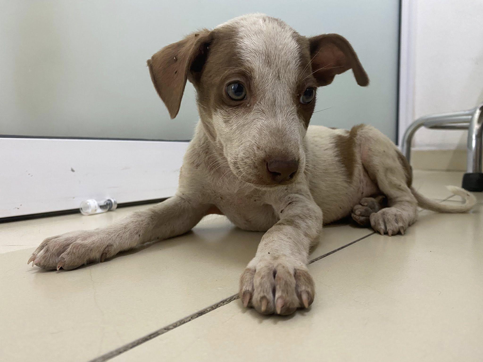 Enlarge Dillon, a ADOPTABLE mixed breed in Vancouver, BC image 5/6