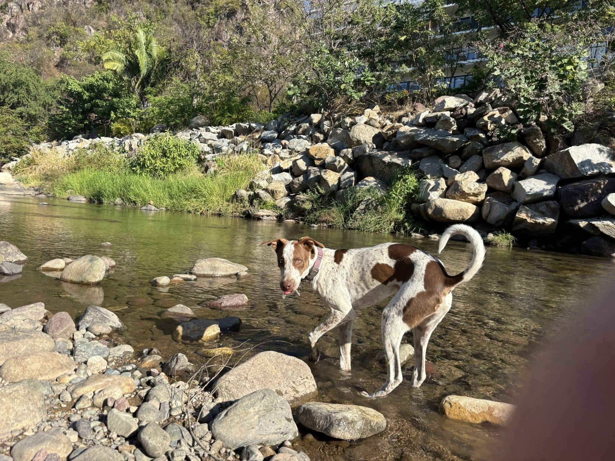 Enlarge Dillon, a ADOPTABLE mixed breed in Vancouver, BC image 2/6