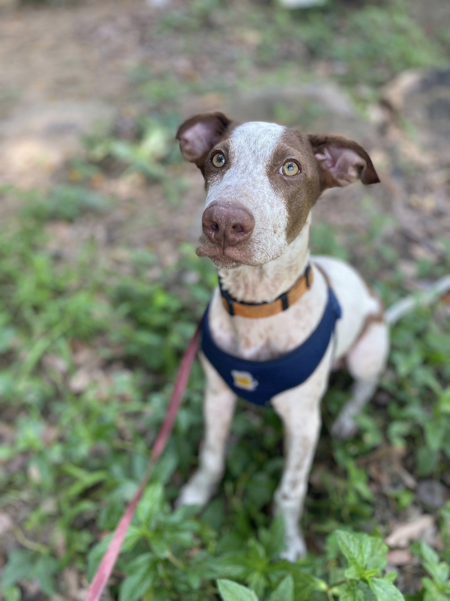 Dillon, ADOPTABLE, Young Male Pointer.
