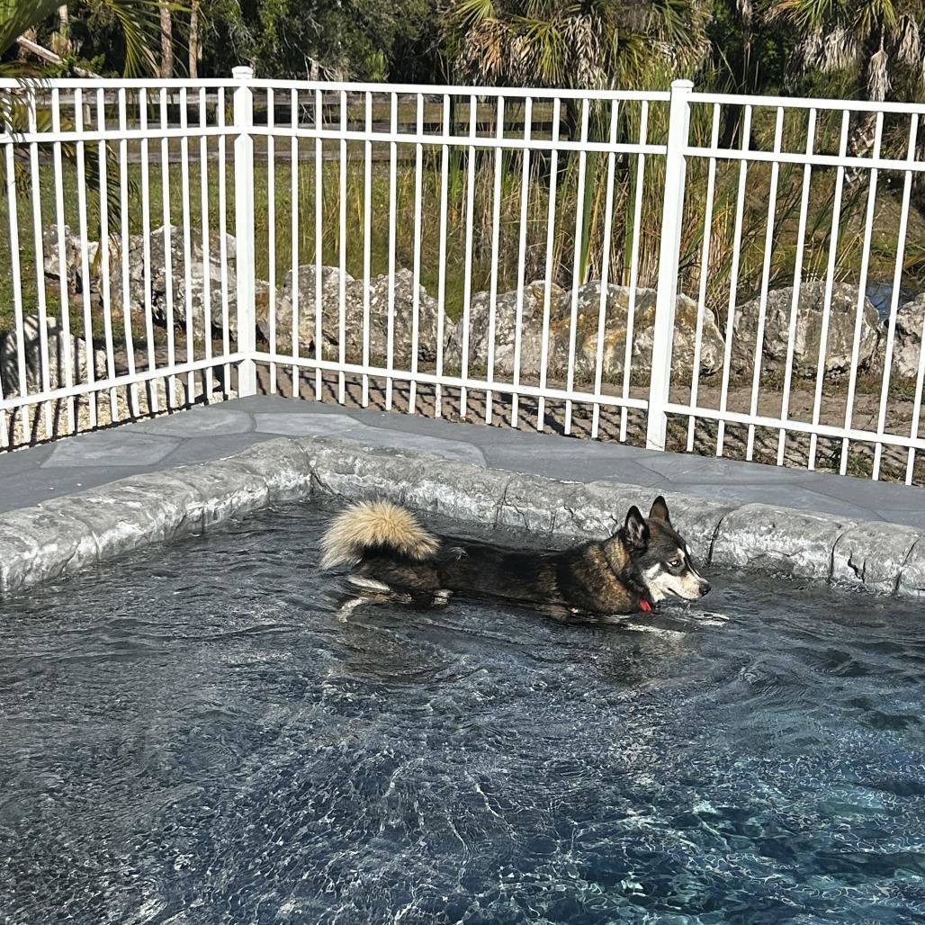 Apollo, Adoptable, Young Male Siberian Husky & Pomeranian.