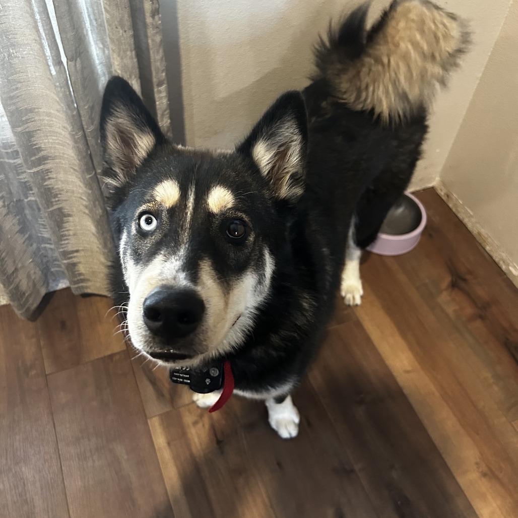 Apollo, Adoptable, Young Male Siberian Husky & Pomeranian.