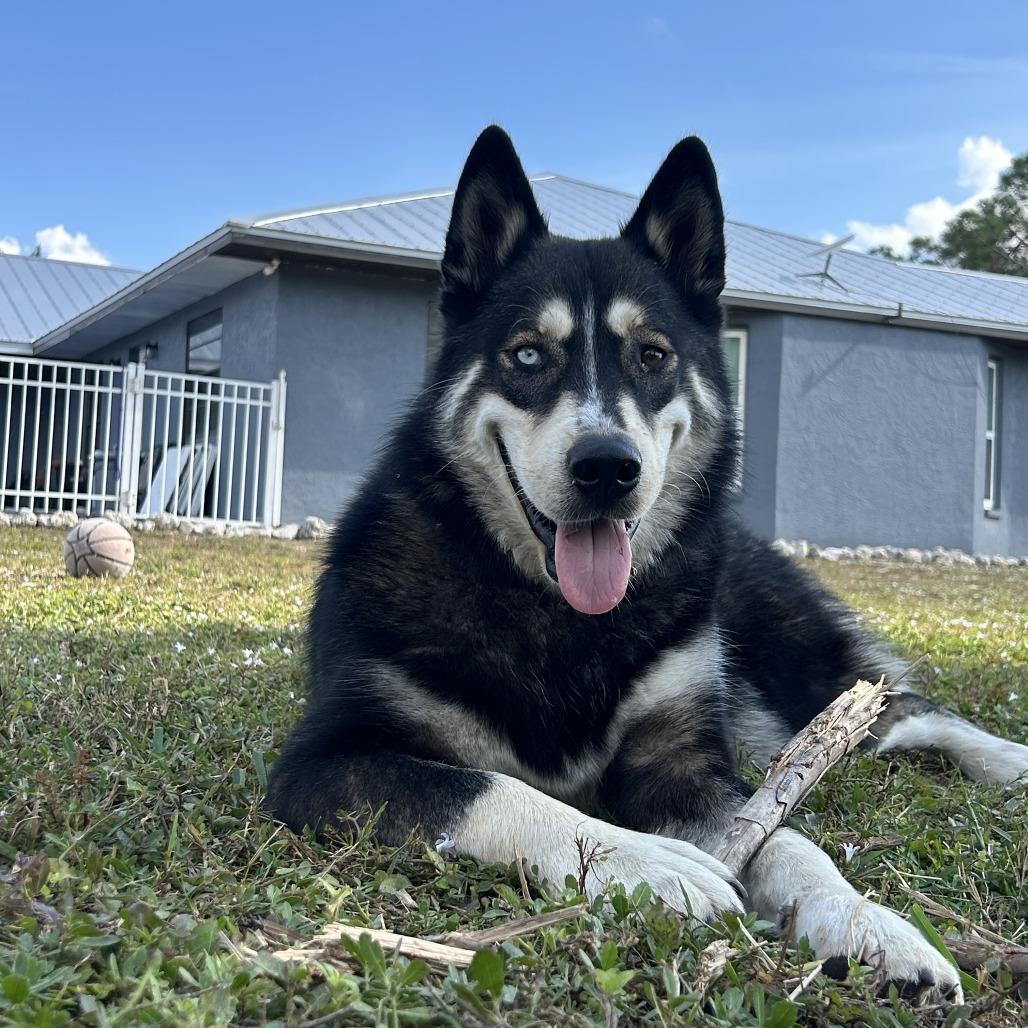 Apollo, a Adoptable mixed breed in Sarasota, FL image 2/4