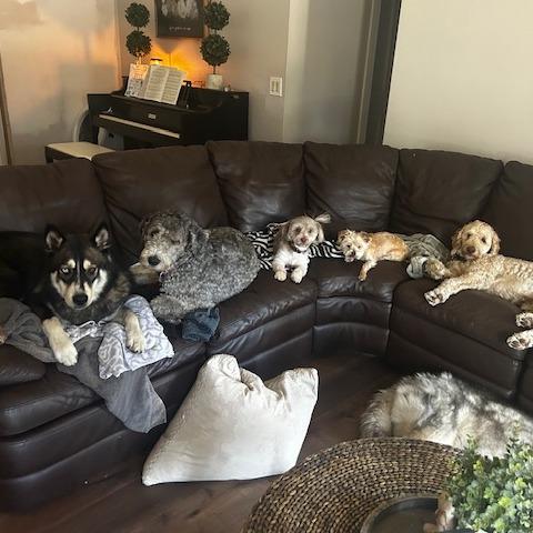 Enlarge Apollo, a Adoptable mixed breed in Sarasota, FL image 4/4