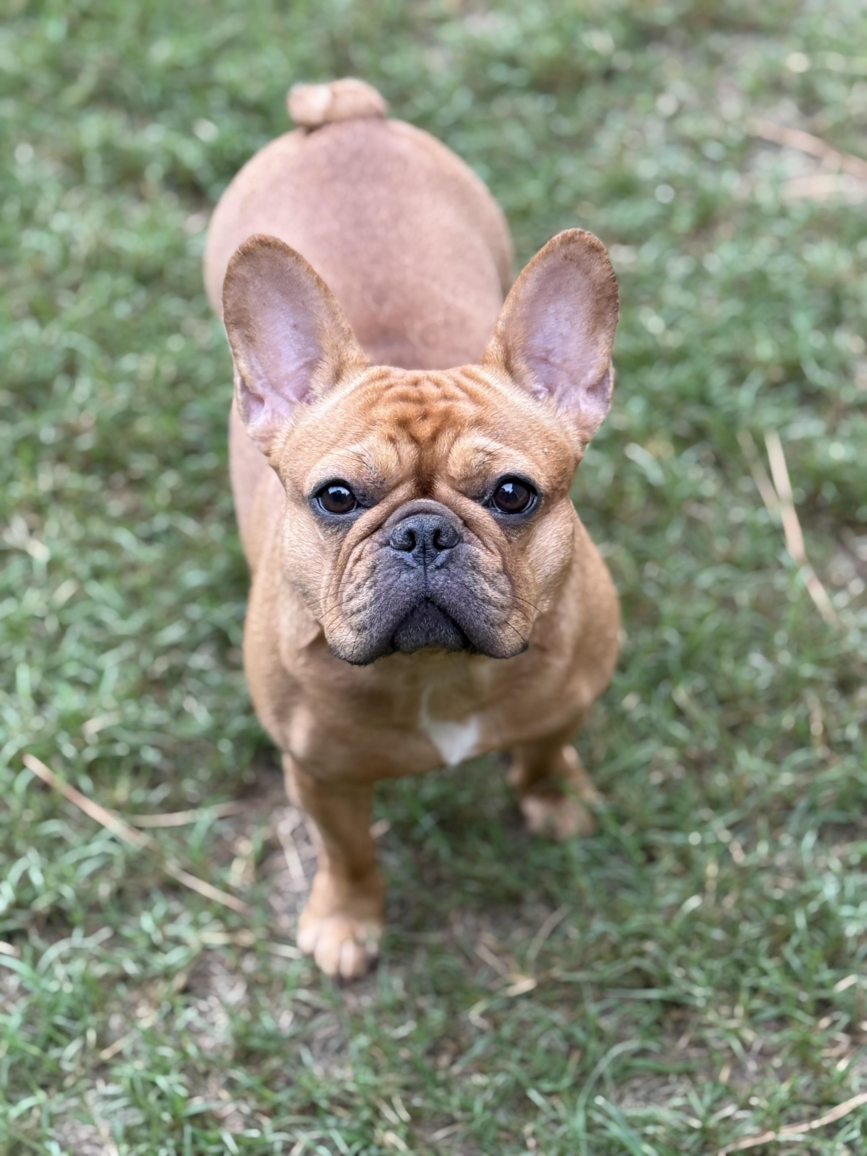 Luca is a 15 year old DOB 111523 Female fawn more red frenchie Housebroken crate trained g