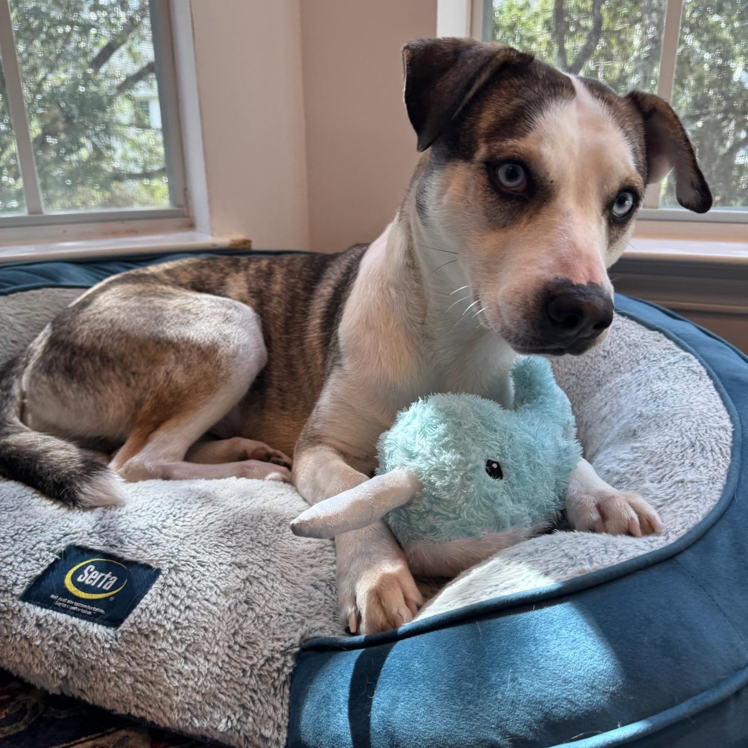 Hilary, a Adoptable mixed breed in Austin, TX image 3/6