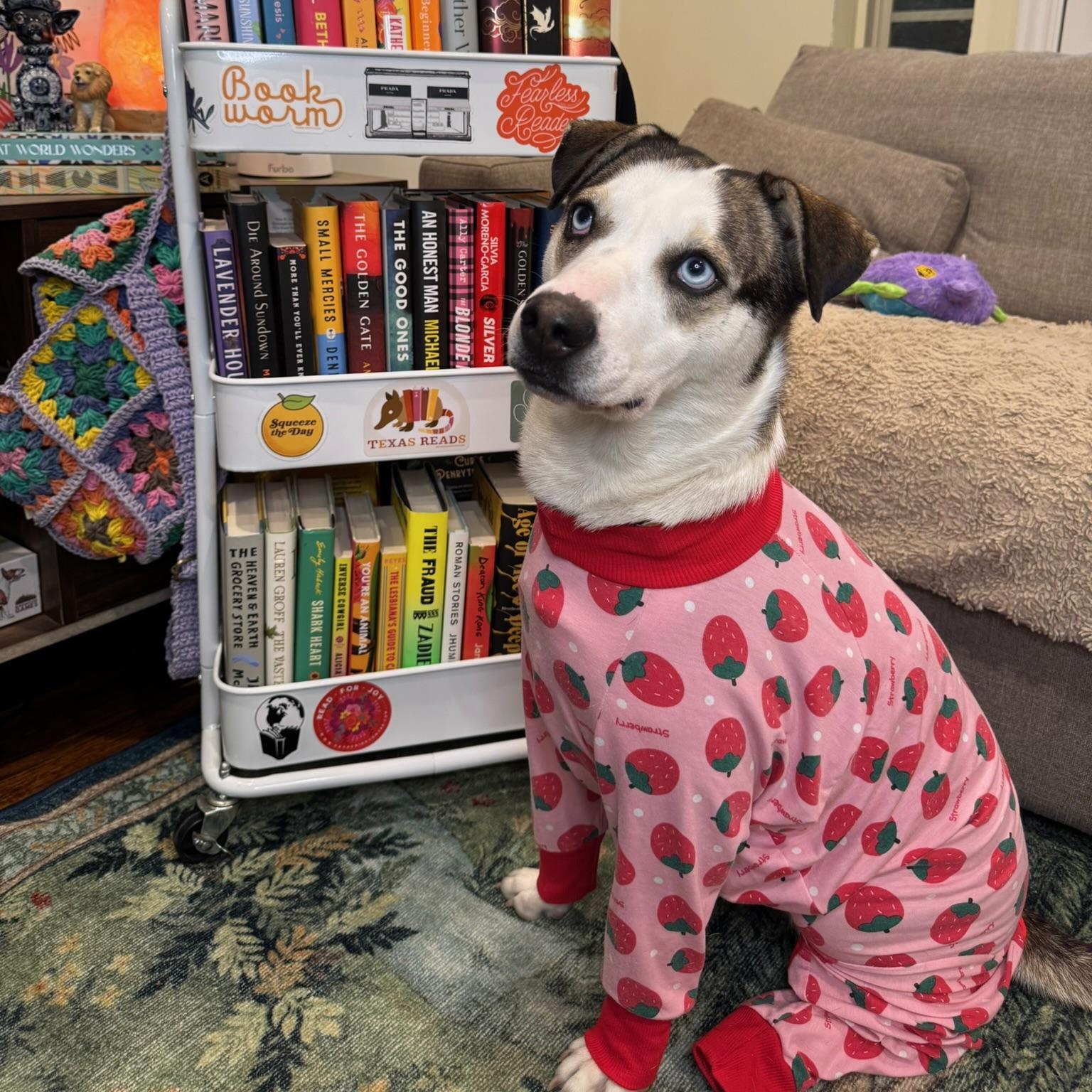 Hilary, Adoptable, Adult Female Labrador Retriever & Catahoula Leopard Dog.