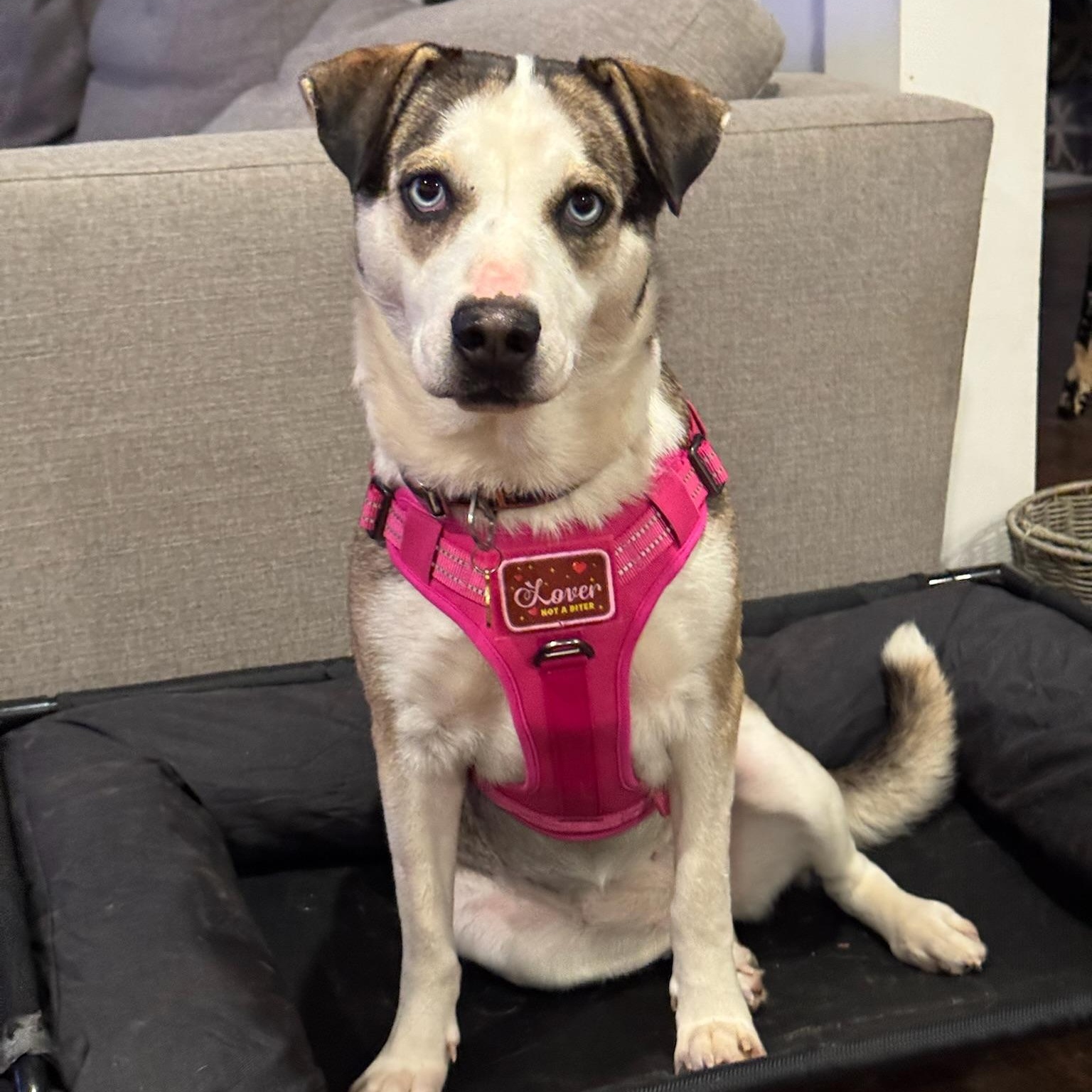 Hilary, a Adoptable mixed breed in Austin, TX image 6/6