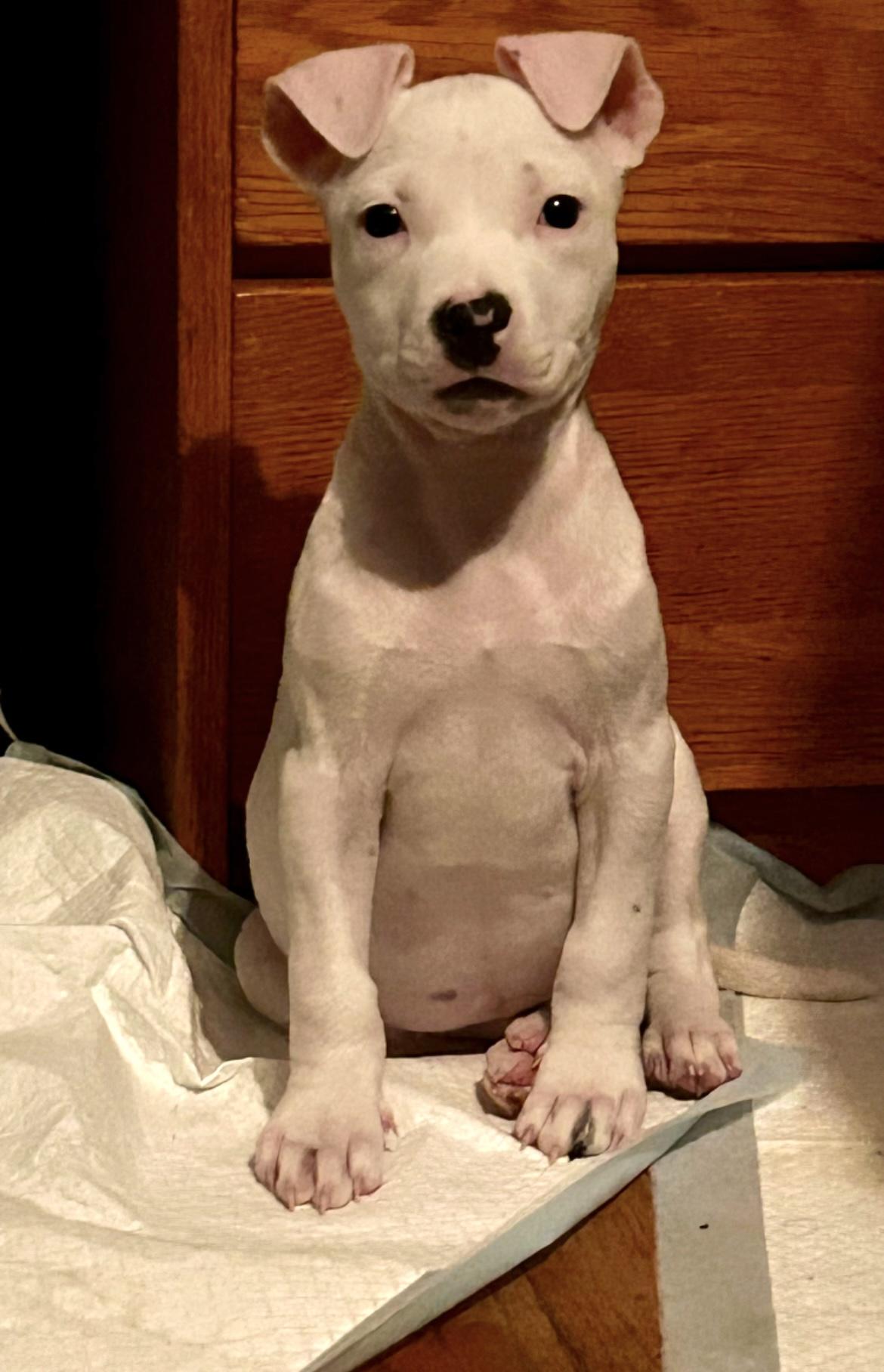Rebel, Adopted, Puppy Male Pit Bull Terrier & Boxer.