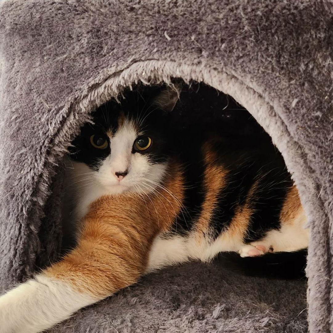 Juna, a Adoptable Domestic Short Hair in Rochester, NY image 2/3