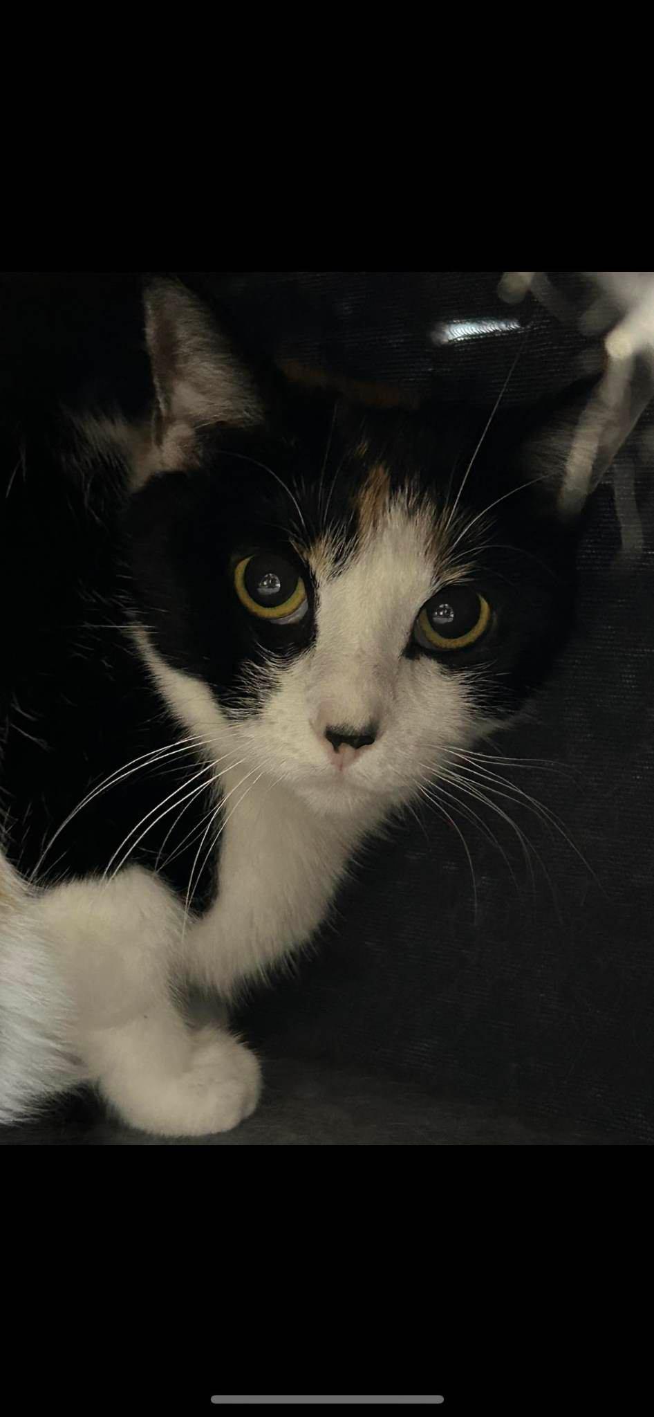 Juna, a Adoptable Domestic Short Hair in Rochester, NY image 3/3