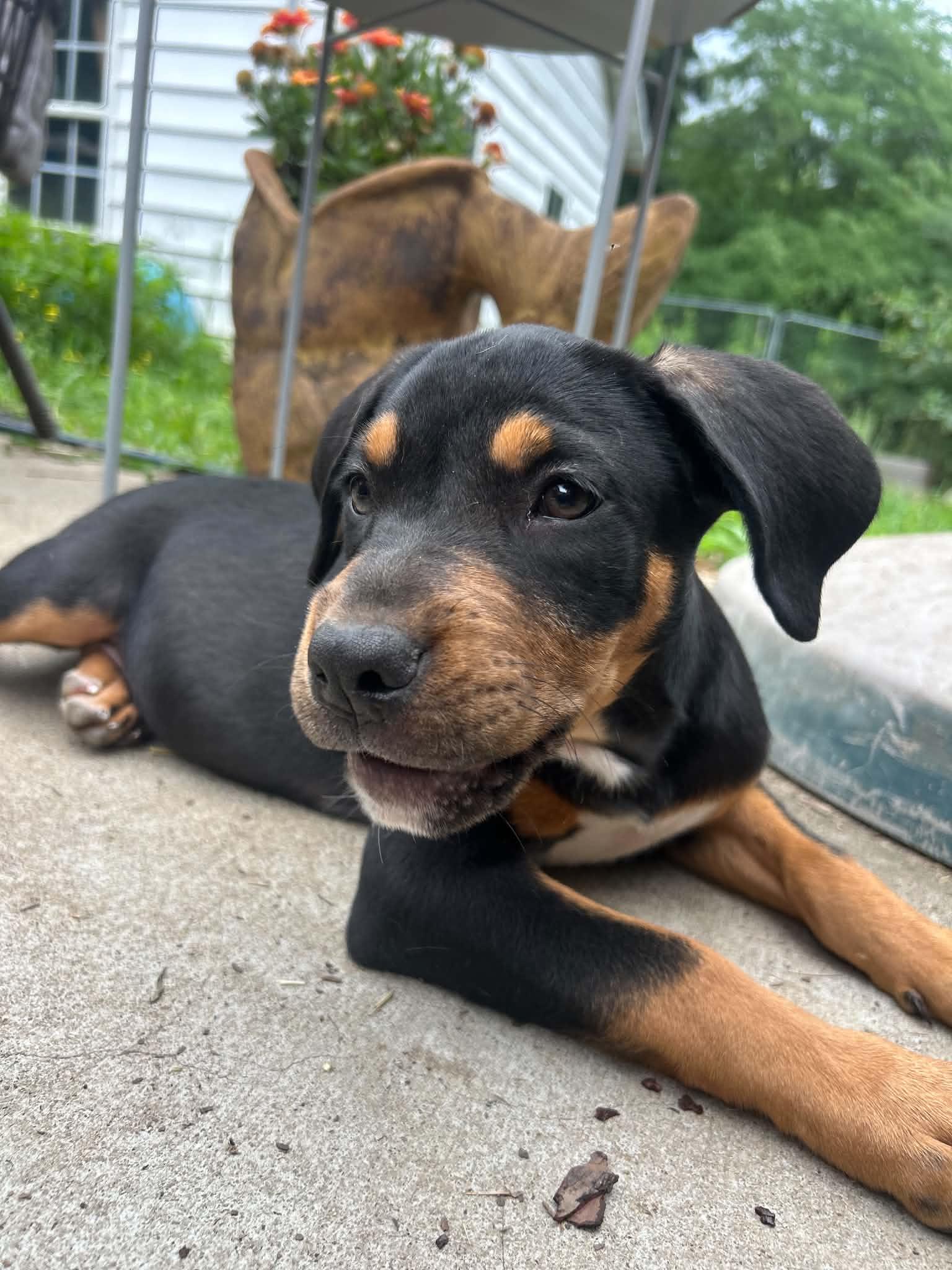 Enlarge Rita, an adopted mixed breed in Kannapolis, NC image 1/2