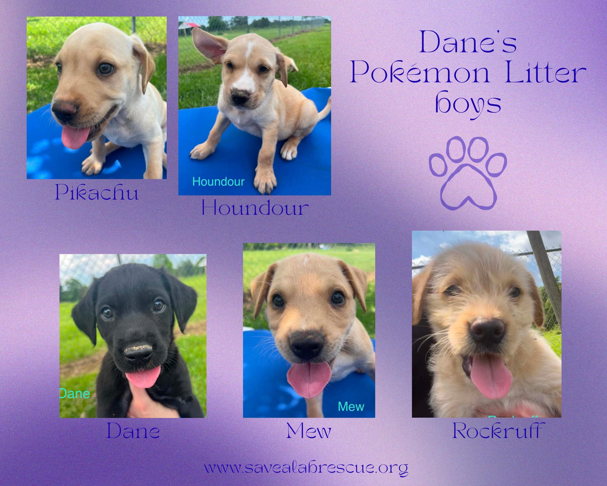 Dane’s Pokemon Litter boys, Adoptable, Puppy Male Labrador Retriever.