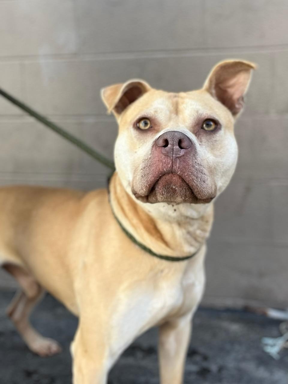 Nutter Butter , ADOPTABLE, Adult Female Pit Bull Terrier.