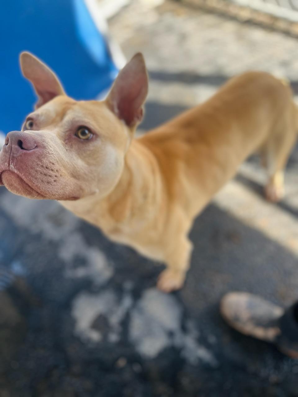 Nutter Butter , a ADOPTABLE mixed breed in Martinsville, VA image 5/6