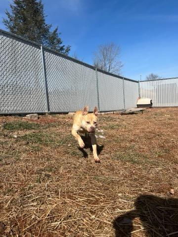 Nutter Butter , a ADOPTABLE mixed breed in Martinsville, VA image 3/6
